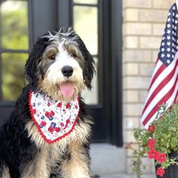 Maggie  - Bernedoodle
