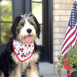 Maggie  - Bernedoodle