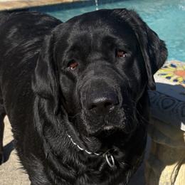 Belle - Labrador Retriever