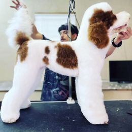 CHARLIE - Australian Labradoodle