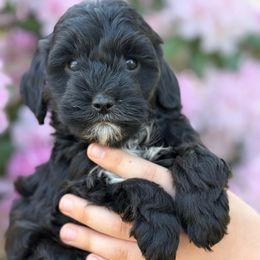 Pickles - Black and white Cavapoo puppy in Yacolt, Washington from Olga's Cavapoo