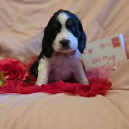 Felix - Black white and tan male English Springer Spaniel puppy in Cookeville, Tennessee from Krossroads Kennel