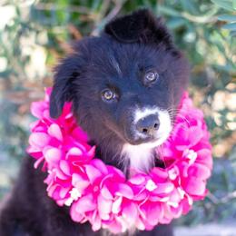 Australian Shepherd Puppies from Splash 'N Dash Aussies