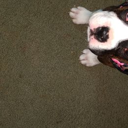 Boxer Puppies from Whynot Blue Ridge Mountain Boxer's