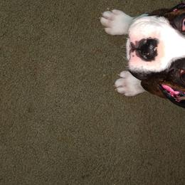 Boxer Puppies from Whynot Blue Ridge Mountain Boxer's