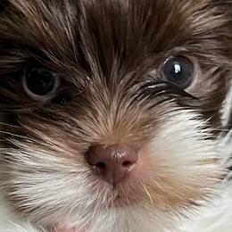 Yorkshire Terriers from Trendy Yorkies