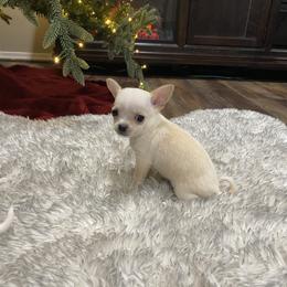 Cane Corso and Chihuahua Puppies from Casadelopez Tails