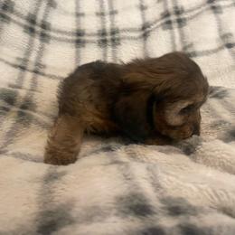 Sam - Red male Dachshund puppy in Gainesville, Georgia from Emory Farms