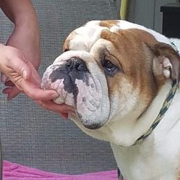 Harold - Bulldog