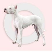 Dogo Argentino Puppies from Dogos del Gran Reino