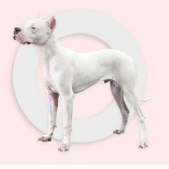 Dogo Argentino Puppies from Dogos del Gran Reino
