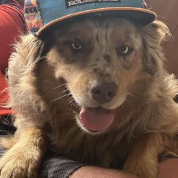 Australian Shepherd Puppies from Westrip Angus & Aussies