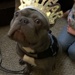 French Bulldogs from Bayside French Bulldogs