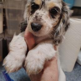 Boy 1 - Piebald male Dachshund puppy in Clayton, Indiana from Love Struck Miniature Dachshunds