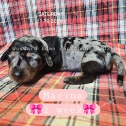 Marina - Dapple female Dachshund puppy in Harrodsburg, Kentucky from Wayward Home Dachshunds
