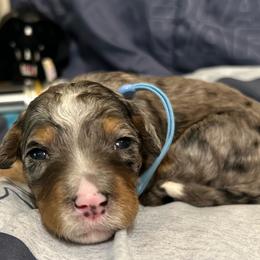 Ahsoka - Blue merle female Bernedoodle puppy in Lone Jack, Missouri from Elite Bernedoodle Besties LLC