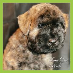 Bouvier des Flandres Puppies from Mathes Bouvier des Flandres