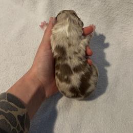 Pebble - Red merle female Australian Shepherd puppy in Mcmillan, Michigan from Hall-N-Auss Australian shepherds