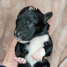 Boy 2 - Assorted Doodle Crosses puppy in Lane County, Oregon from Happy Little Tails