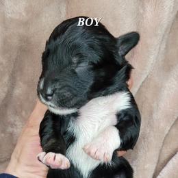 Boy 2 - Assorted Doodle Crosses puppy in Lane County, Oregon from Happy Little Tails