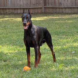 Cathal - Doberman Pinscher