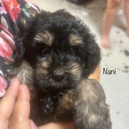 Nani - Black and tan female Schnoodle puppy in Sedalia, Missouri from Farmer Brown's Puppies