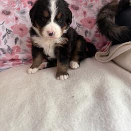 Rosemary - Black rust and white female Bernese Mountain Dog puppy in Thomasville, North Carolina from Beitzel Babies