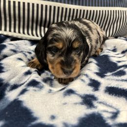 Puppy 2 - Dapple male Dachshund puppy in Wayland, Iowa from CR Kennels