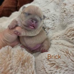 Brick - Blue fawn male French Bulldog puppy in Moses Lake, Washington from Edgewater Frenchies