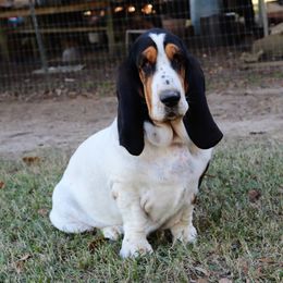 Xibella - Basset Hound