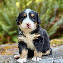 Zatanna (Black Collar) - Black rust and white female Bernese Mountain Dog puppy in Stanwood, Washington from Butter Cup Pups and Paws