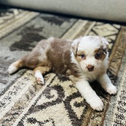 Coco - Red merle male Australian Shepherd puppy in Saratoga Springs, New York from Rock Springs Australian Shepherds
