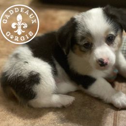 Boy 1 - American Corgi puppy in Shreveport, Louisiana from Caddeaux Corgis