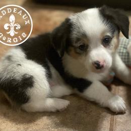 Boy 1 - American Corgi puppy in Shreveport, Louisiana from Caddeaux Corgis
