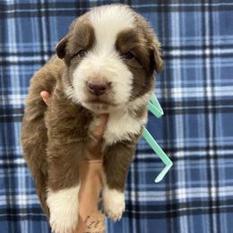 Girl 3 Light blue collar - Panda female German Shepherd puppy in Pelham, North Carolina from P & P Shepherds