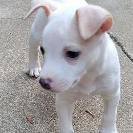 Neo - White and lemon male Rat Terrier puppy in Concord, California from Dal Cais Rat Terriers