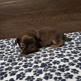 Male 3 - Liver male Shih Tzu puppy in Meadows Of Dan, Virginia from Walt’s Shih Tzus