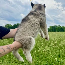 Siberian Husky Puppies from Red Top Huskies