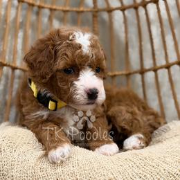 Sundae - Red  female Poodle puppy in Belleville, New Jersey from TK Poodles