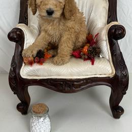 White Collar - Apricot female Poodle puppy in Murrayville, Georgia from Spoiled Rotten Kennels