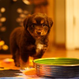 Miniature Australian Shepherd Puppies from Talbot's Mini Aussies
