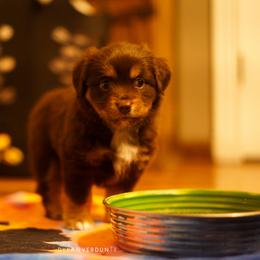 Miniature Australian Shepherd Puppies from Talbot's Mini Aussies