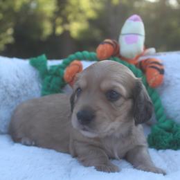 Dachshund Puppies from JP’s Dachshunds