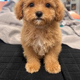 Mini Goldendoodle Boy Tommy - Apricot male Goldendoodle puppy in Dallas, Texas from Bishop Golden Doodles