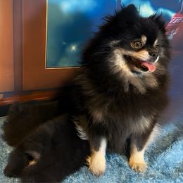 Zesty - Pomeranian