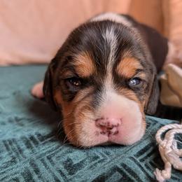 Sir Gwain - Black tan and white male Beagle puppy in Colville, Washington from Rosehaven Homestead