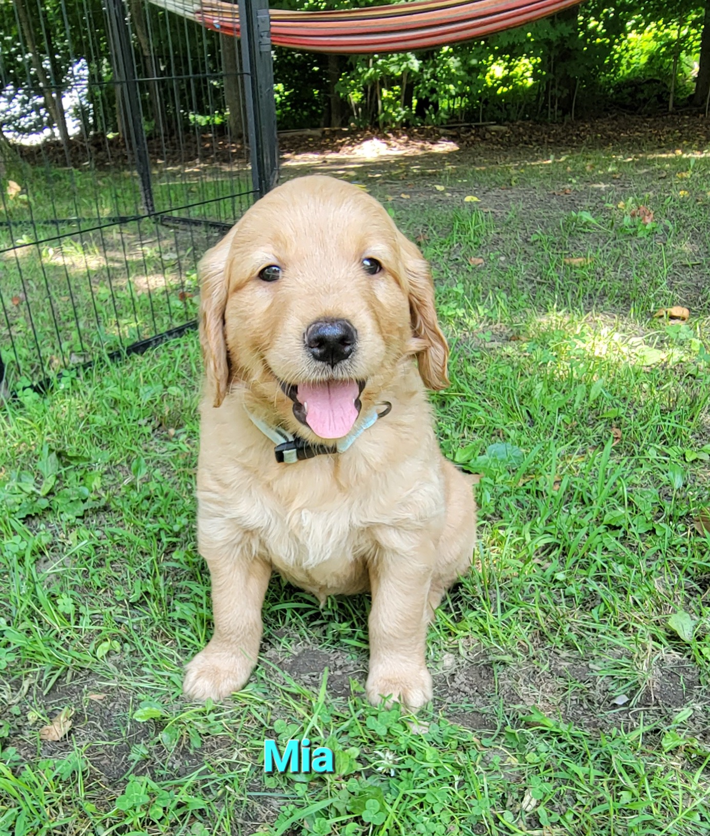 Golden Retriever Puppies from JK Goldens