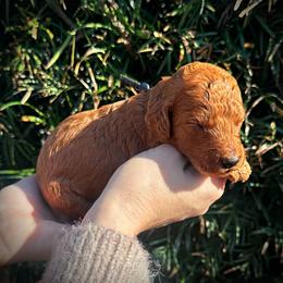 Black Collar Male - Red  male Poodle puppy in Modesto, California from Dry Creek Poodles