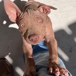 Mocha - Chocolate male American Hairless Terrier puppy in Sacramento, California from Gold Rush Kennels