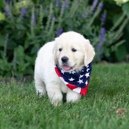 Alaina - Light golden female Golden Retriever puppy in Morris, Minnesota from Midwest English Cream Goldens